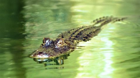 Gator Beach Discovery Tour