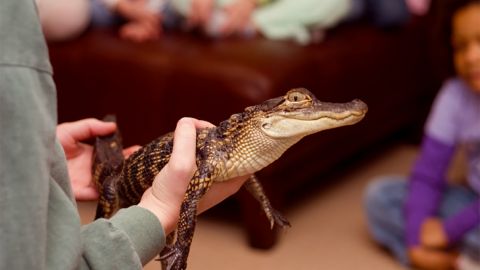 Gator Experience VIP
