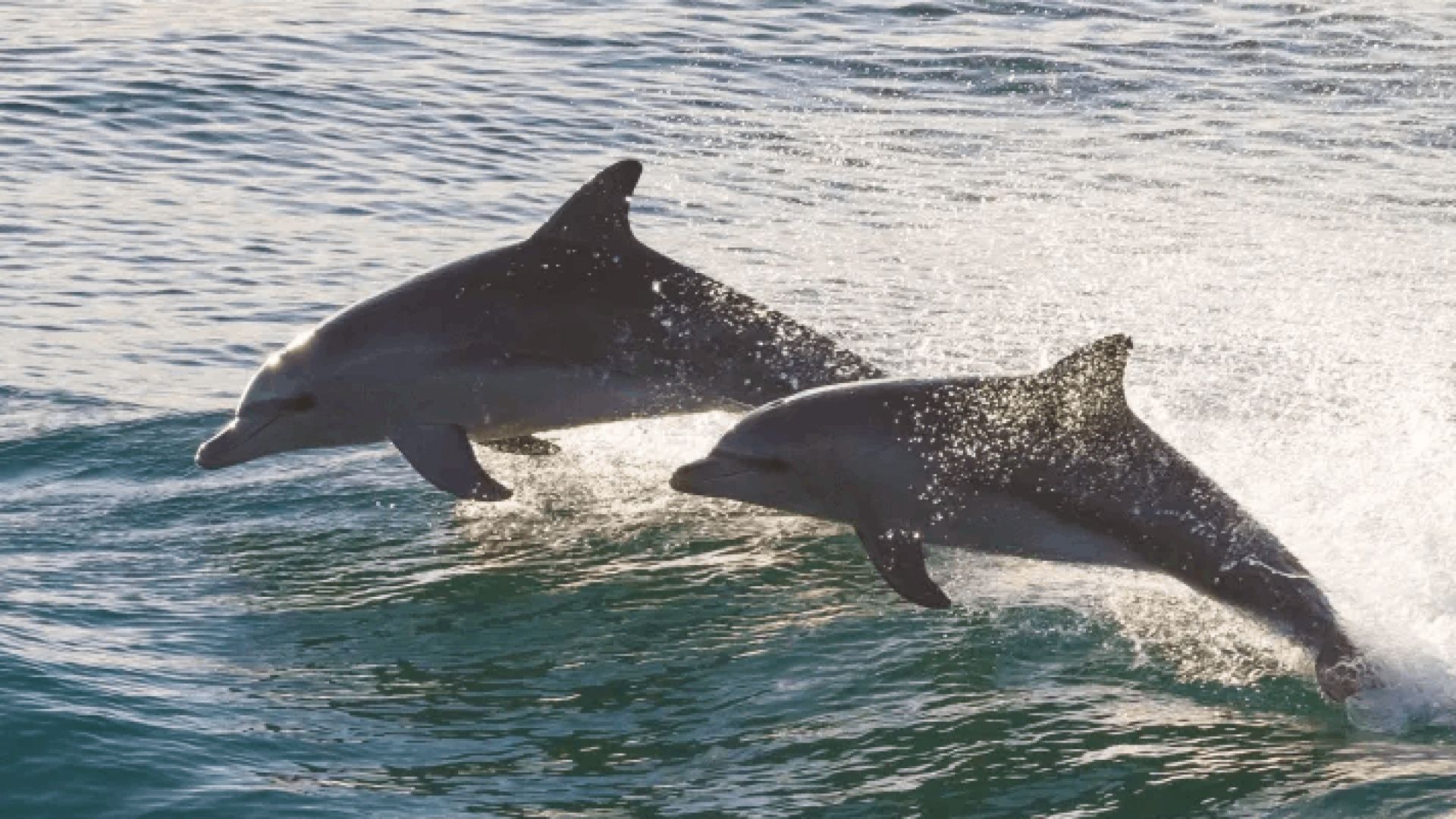 Dolphin Sunset Cruise in Panama City Beach on the Islander