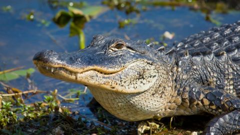 St. Augustine Alligator Farm