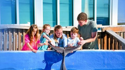 Dolphin Meet N Greet at Marineland Dolphin Adventure