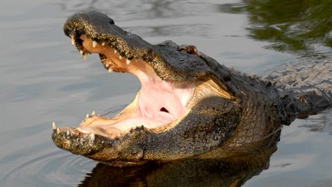 Single Day Admission to Gatorland