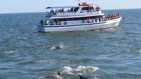 Dolphin Adventure Cruise 