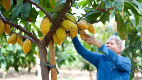 Exclusive Guided Cacao Farm Tour
