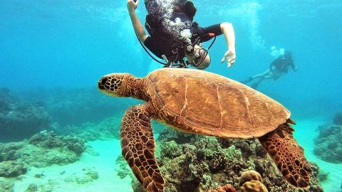 Snorkeling and Scuba Diving Adventures!