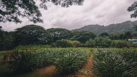 Kualoa Grown Tour