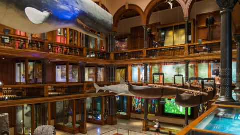 Bishop Museum : General Admission Tickets