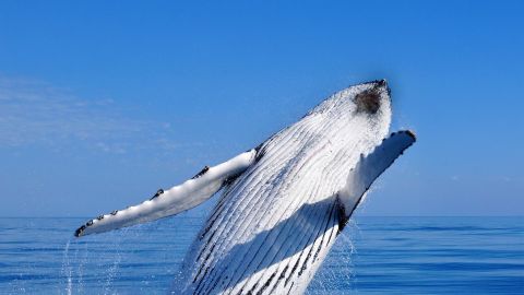 Premium Whale Watch