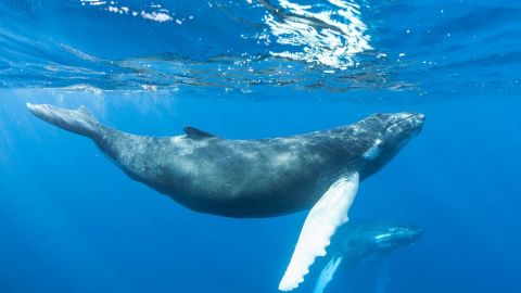 Classic Whale Watch (Seasonal)