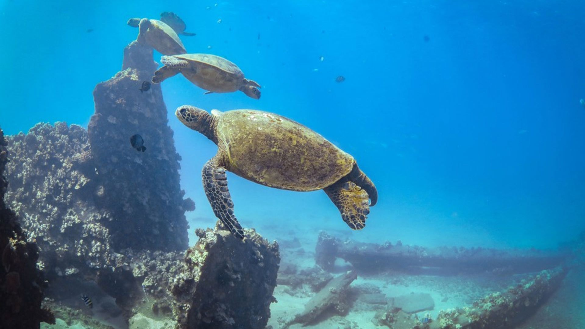 Turtle Reef Afternoon Snorkel