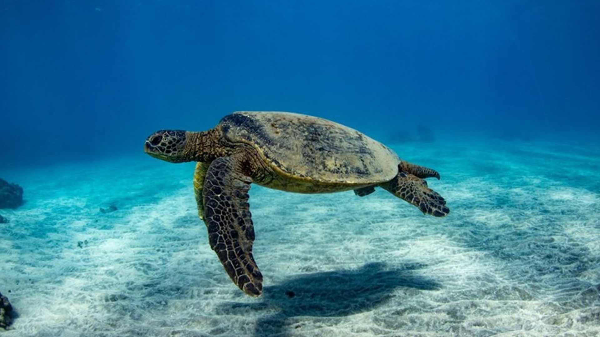 Turtle Reef Afternoon Snorkel