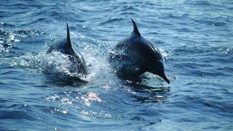 Dolphin Watching in Salalah