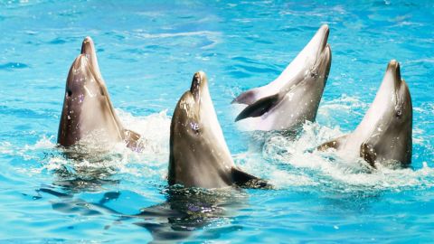 Dolphin & Seal Show Dubai – Entrance TIcket