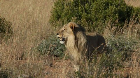 Pilanesberg National Park Safari in Open Vehicle from Johannesburg