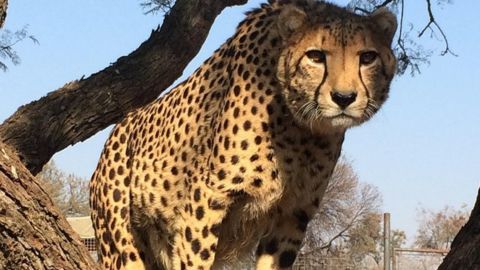 Ann Van Dyk Cheetah Centre Tour from Johannesburg or Pretoria