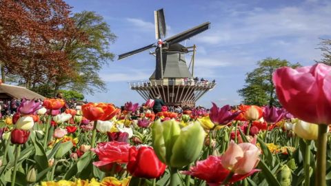 Keukenhof Entrance Ticket and Transfer from Amsterdam