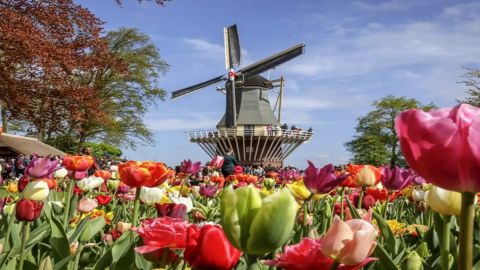 Keukenhof Entrance Ticket and Transfer from Amsterdam - Audioguide on bus