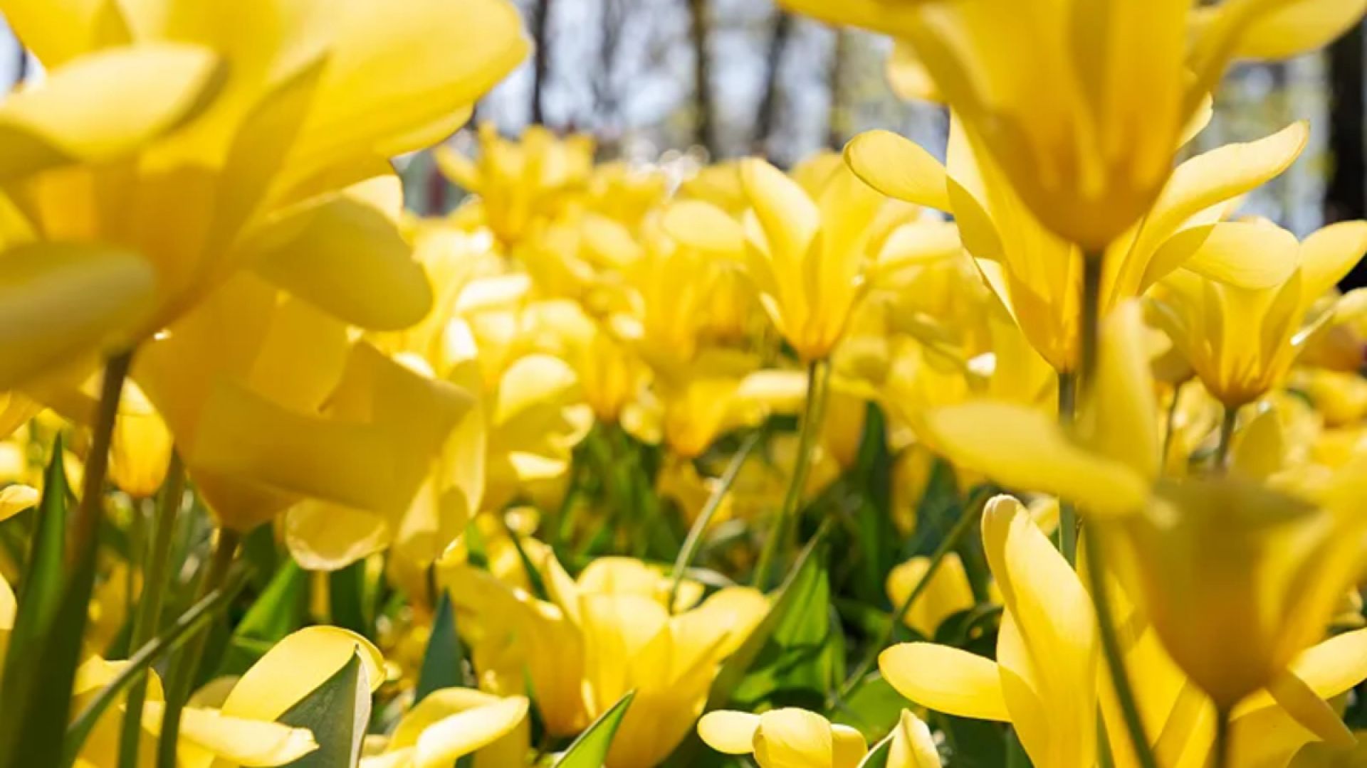 Keukenhof – Amsterdam Bus Transfer