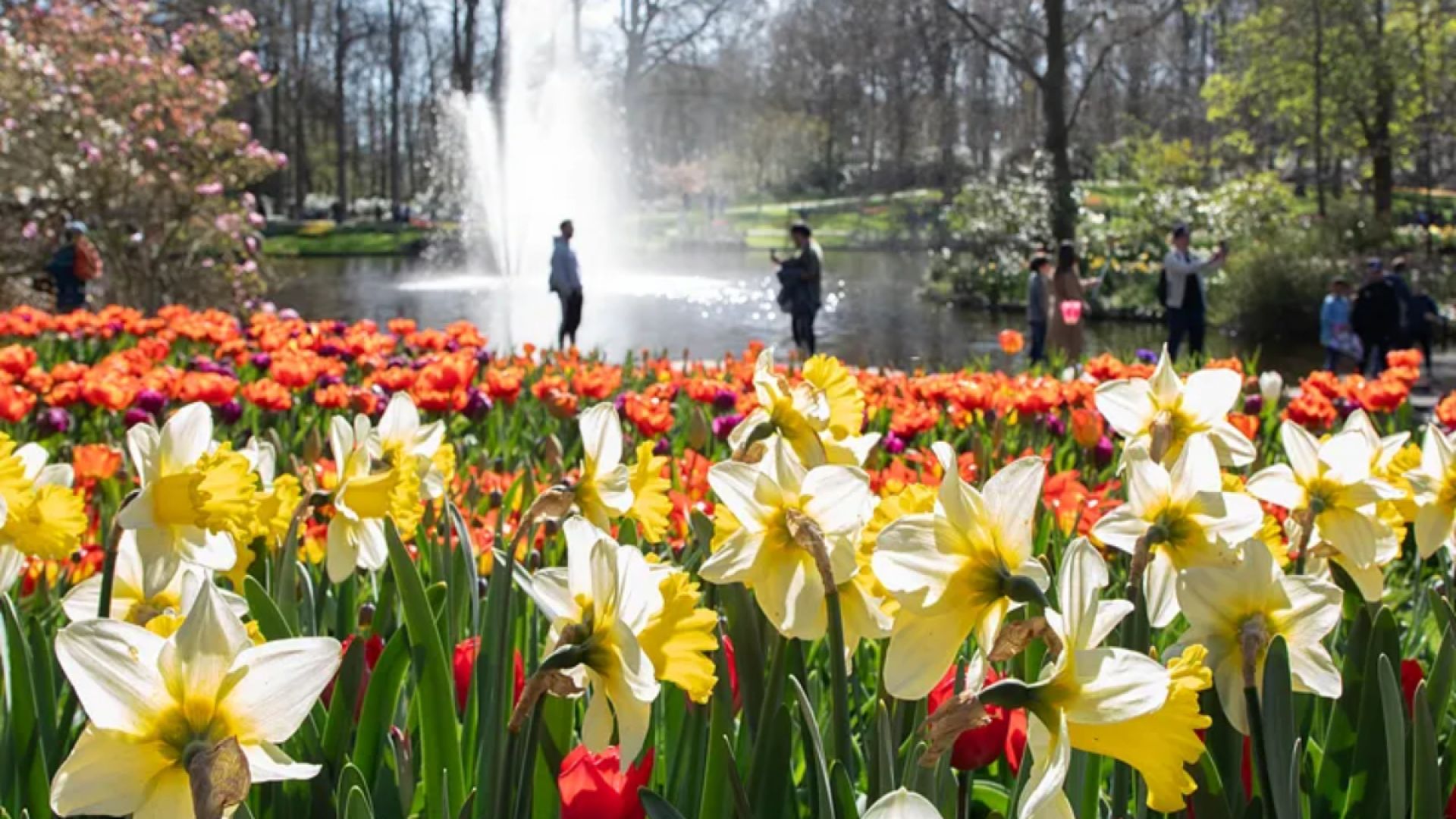 Keukenhof Entrance Ticket and Transfer from Amsterdam - Afternoon