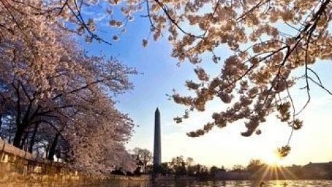 Cherry Blossoms Galore Tour - Convertible (14 pax)