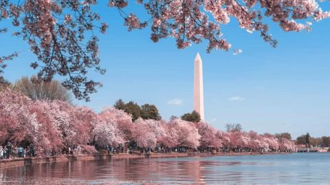Cherry Blossoms Galore