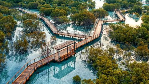 Jubail Mangrove Park - Boardwalk Experience with Ranger