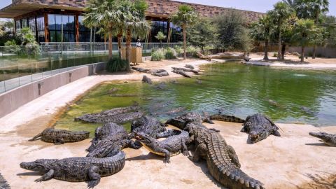 Dubai Crocodile Park - General Admission