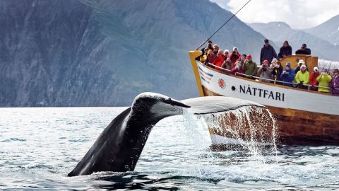 Húsavík Original Whale Watching