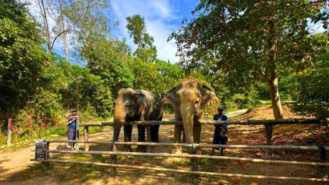 Phuket: Hidden Forest Elephant Reserve with Lunch & Transfer Morning Tour