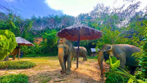 Phuket: Hidden Forest Elephant Reserve with Lunch & Transfer Afternoon Tour