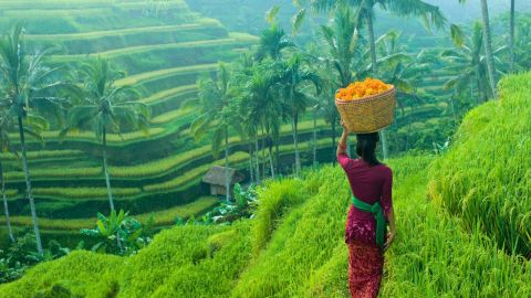Ubud: Monkey Forest, Rice Terraces & Sacred Temples