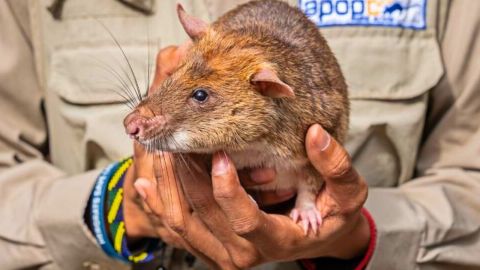 Siem Reap: Afternoon APOPO Rats Tour