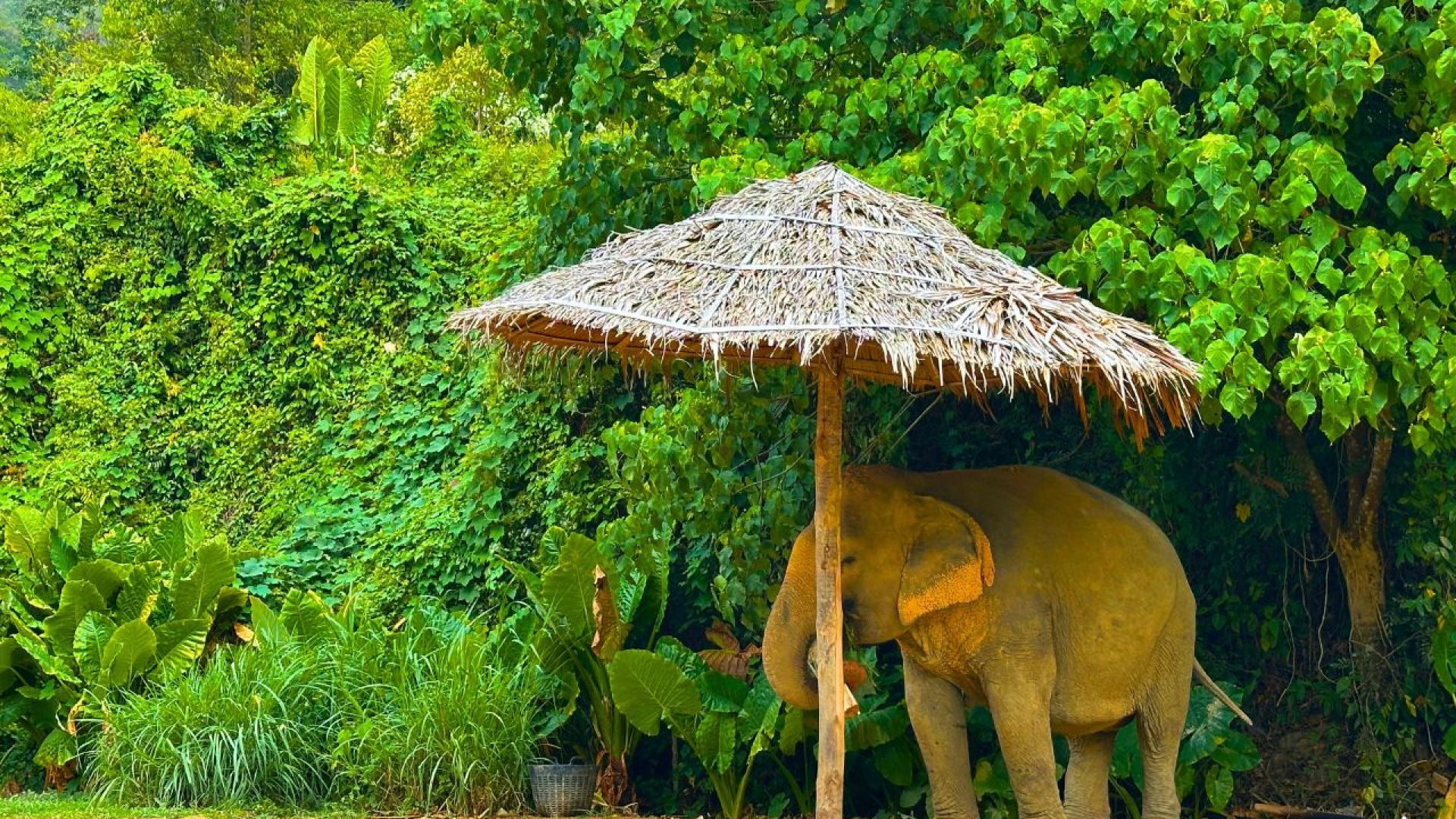 Phuket Bucket List Bundle