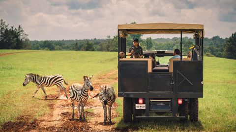 Guided Safari Tour