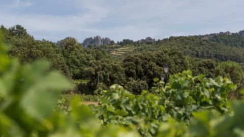 MORNING WINE TOUR IN CEZANNE COUNTRYSIDE