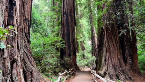 Muir woods and sausalito half day AM/PM + Bay cruise 