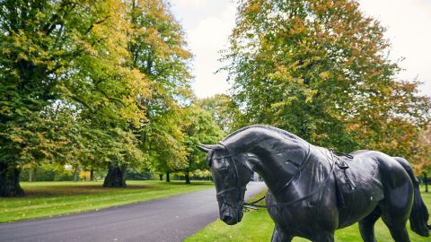 Public Fethard Horse Country Experience & Coolmore Stud Visit