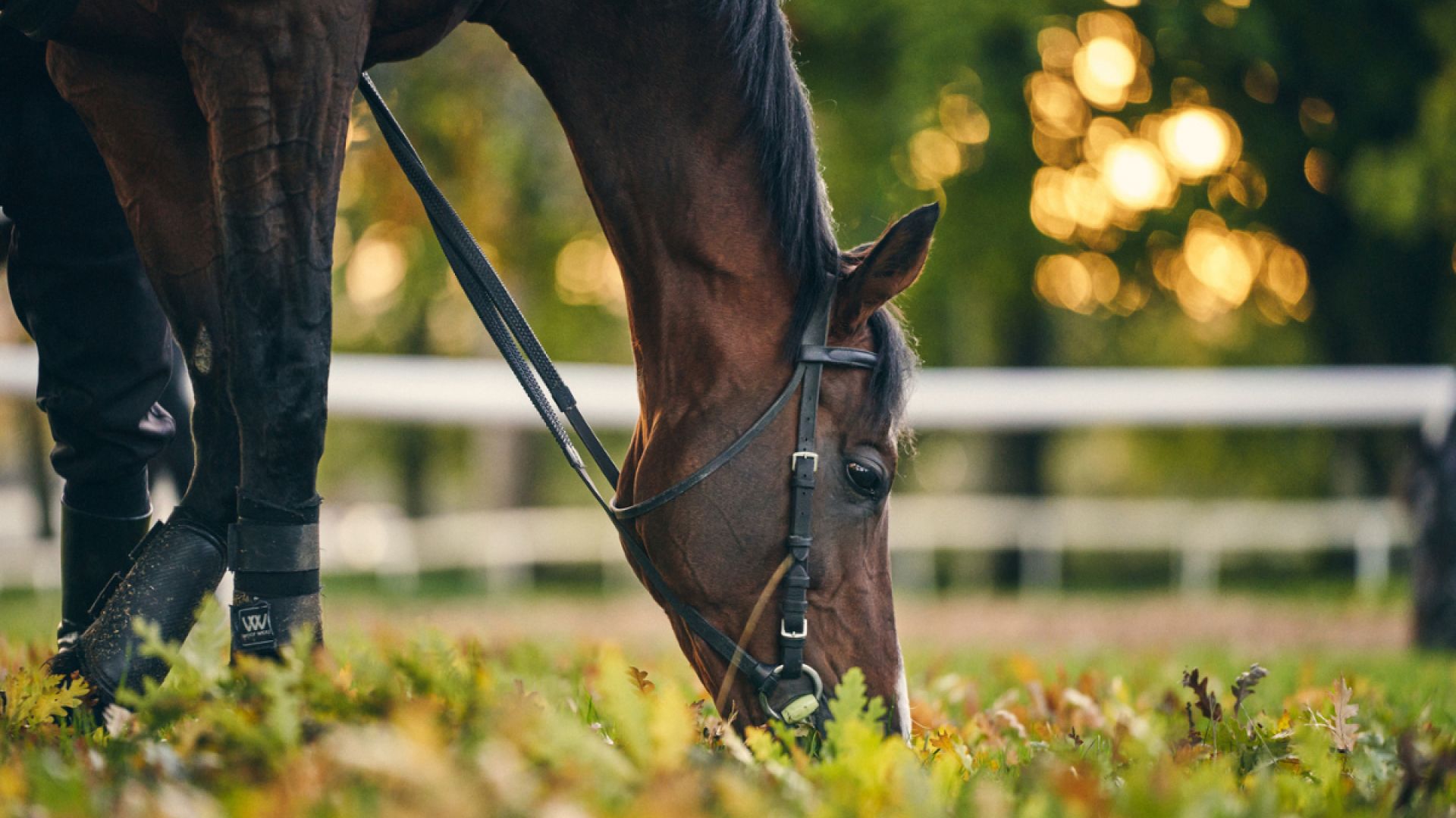 Behind the Scenes at Ballydoyle