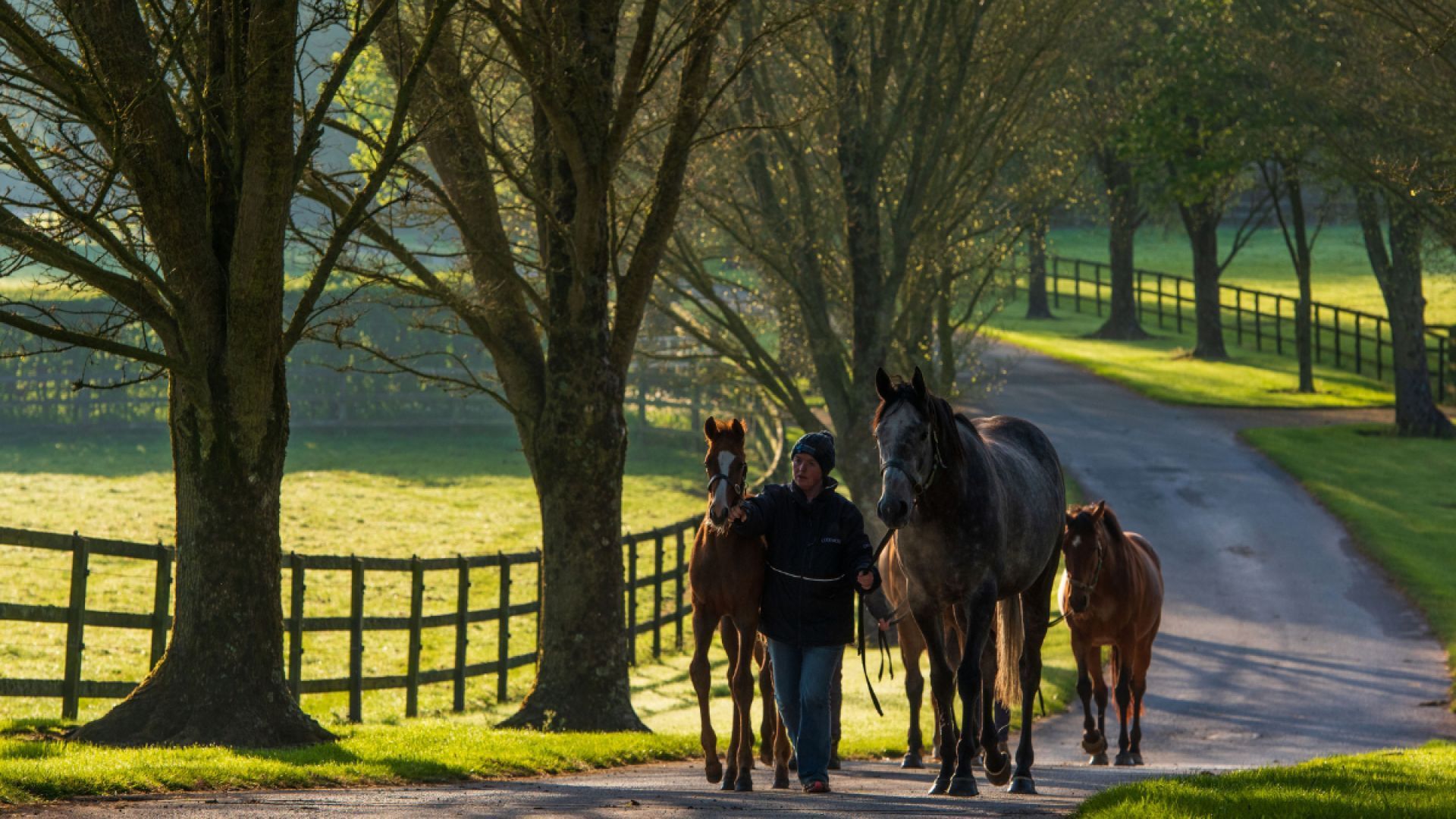 Gift the Experience:  Tipperary Thoroughbred Trail
