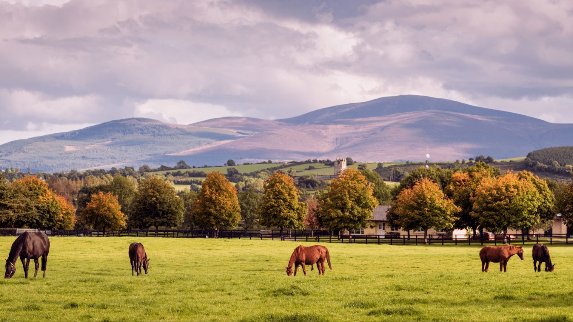 Gift the Experience: Stories & Stallions