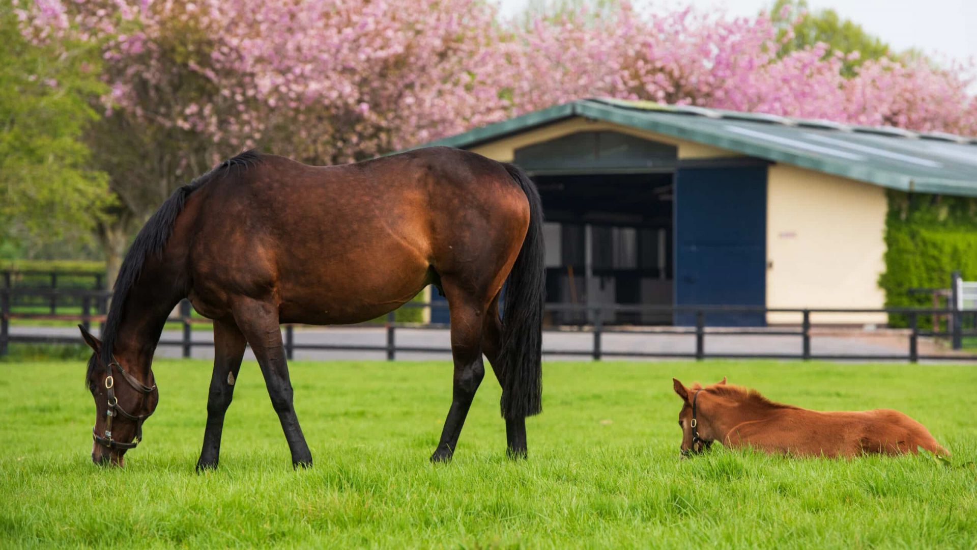 Gift the Experience: Stories & Stallions