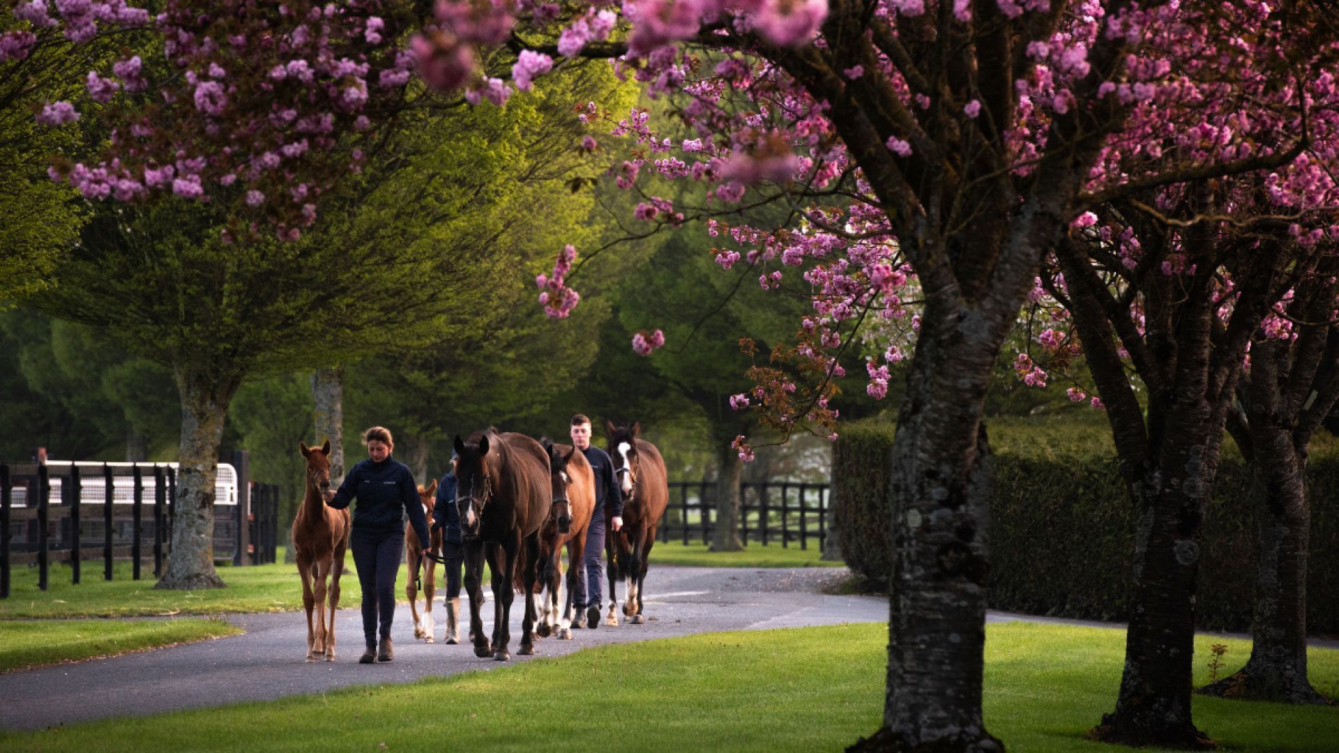 Gift the Experience: Castles, Colts & Culture