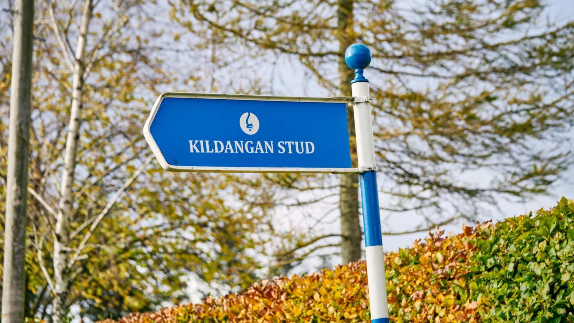 Gift the Experience: Kildangan Stud - Foal to Fame Tour