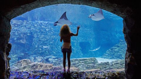 SeaWorld San Diego (Single Day Ticket)