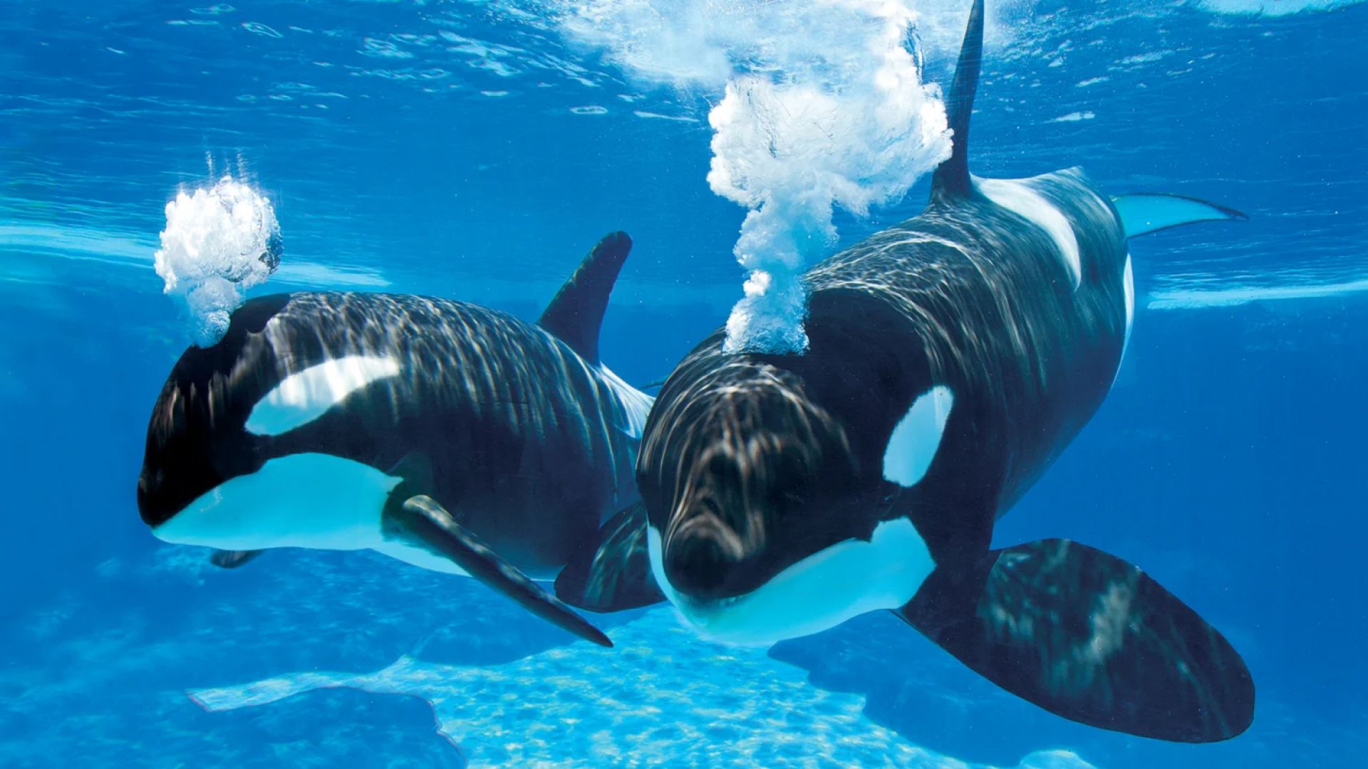 SeaWorld San Antonio (Single Day Ticket)