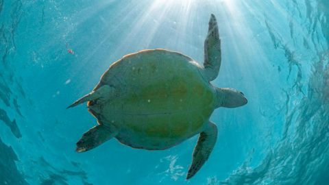 Swimming and snorkeling with turtles at Akumal Beach
