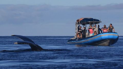 Guaranteed Whale Watching (Seasonal)