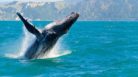 Whale Watch with Molokini Snorkel (Seasonal)