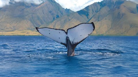 Guaranteed Whale Watching (Seasonal)