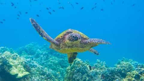 3 Hour Molokini Plus Snorkel Trip